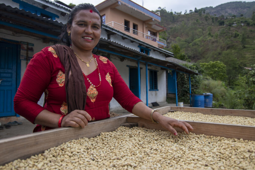 woman in red dress smiling and standing behind a big tray filled with freshly harvested coffee cherries