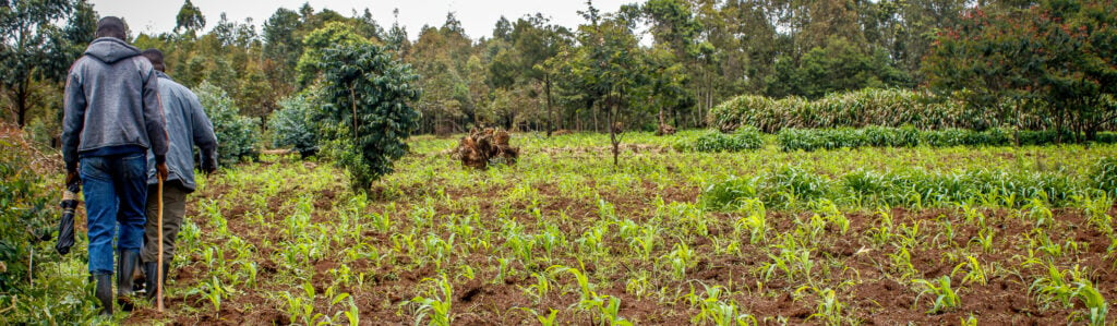 Burundian farmers in their field.