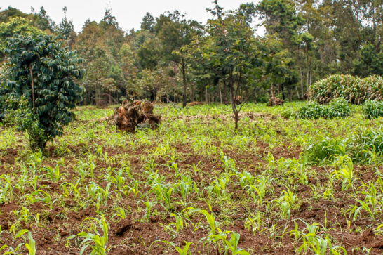 Burundian farmers in their field.