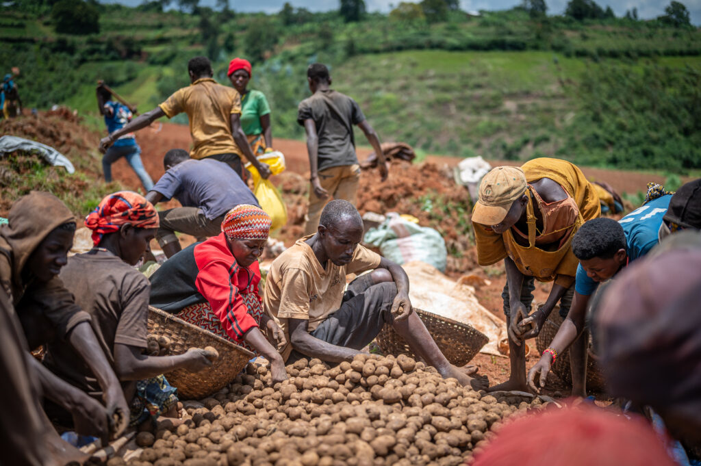 Burundian potato farmers.