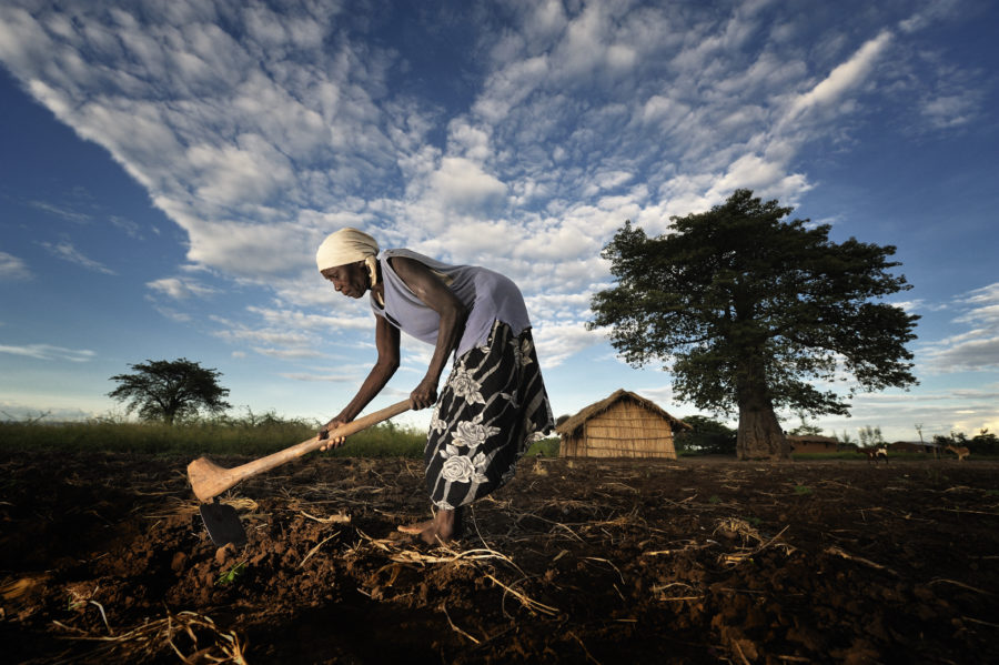 Malawi farmer drought
