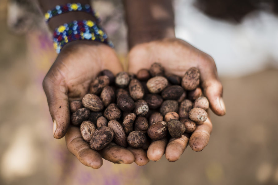 Investigating the risk of child labour in the shea value chain - Cordaid  International