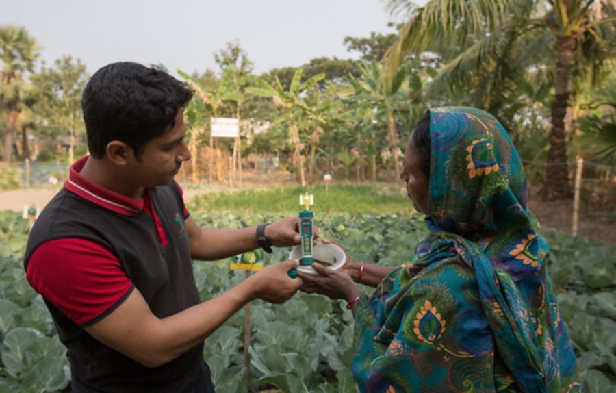 Growing salt-tolerant crops in Bangladesh