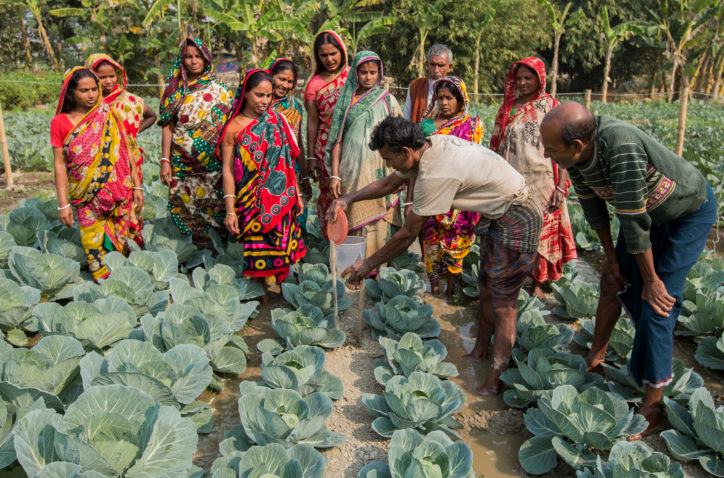 group of women and men standing in a cabbage field