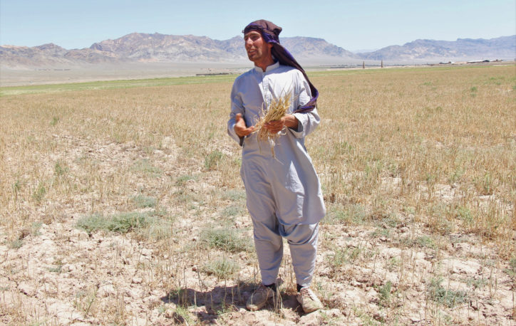 man standing in dry field holding dry grain stalks with mountains in the background