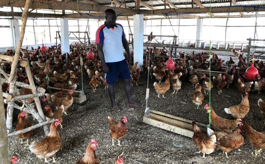 Poultry sector Sierra Leone Investments