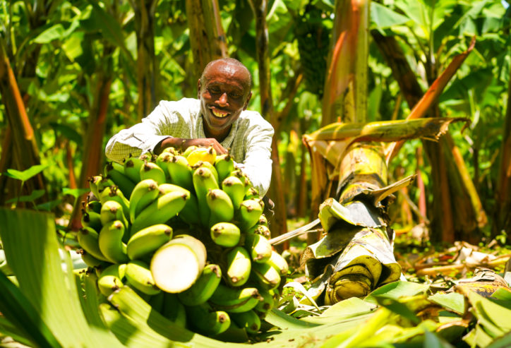 man sitting behind a bunch of bananas in lush green banana field