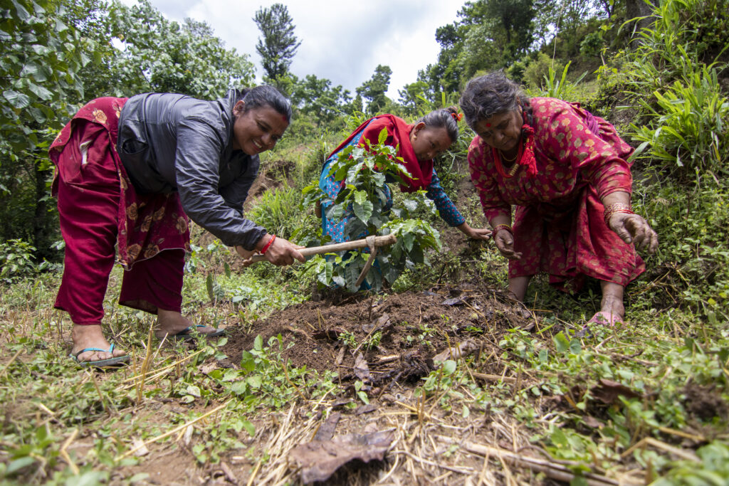 three women on a steep farm plot working the field and attending coffee plant saplings