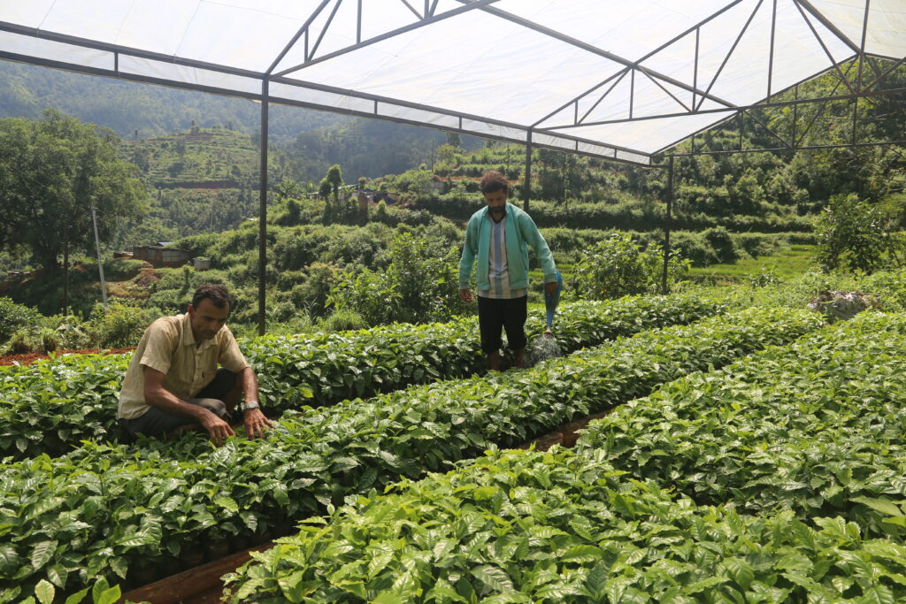 two men standing in a coffee plant nursery watering saplings and surrounded by green hills