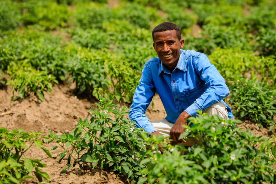 A pepper farmer crouches amid his crop and smiles at the camera