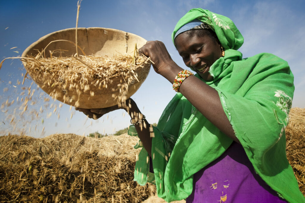 woman separating rice grains and husk