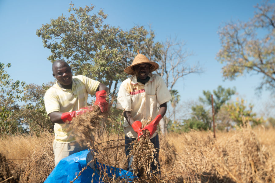 Two farmers with red gloves smile at the camera during the sesame harvest