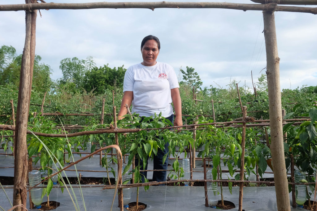 woman standing in her farming plot with a lot of green saplings each with a plastic bottle for irrigation purposes