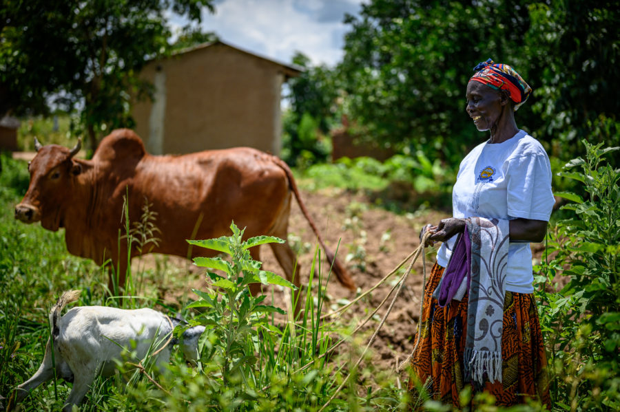 woman standing in lush green farm plot holding a goat on a leash and a cow in the background