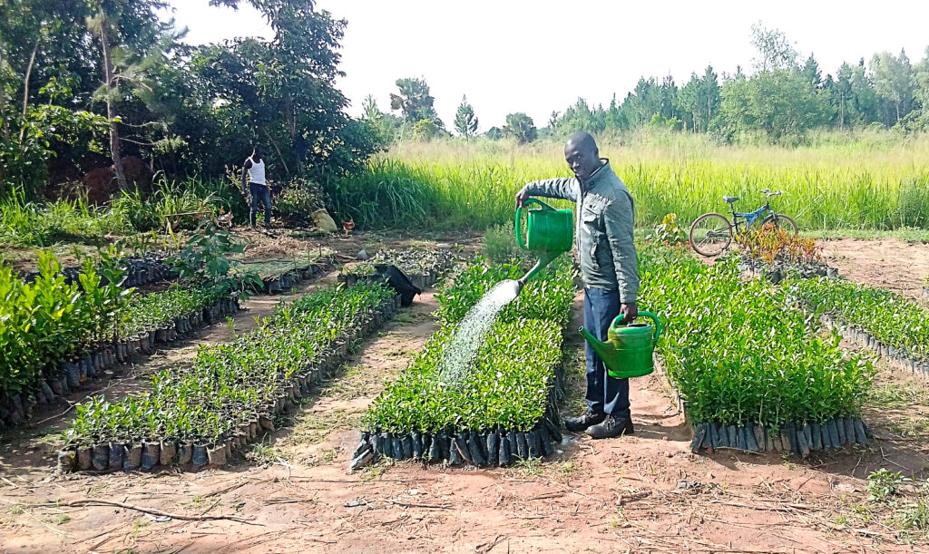 man watering plants in an open-air seedling center in a lush and green setting